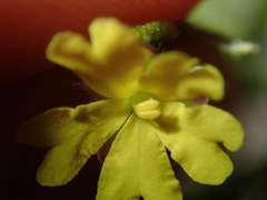 Hibbertia empetrifolia