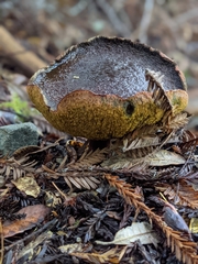 Xerocomellus mendocinensis