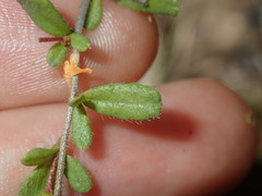 Hibbertia empetrifolia