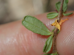 Hibbertia empetrifolia