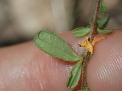 Hibbertia empetrifolia