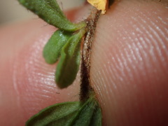 Hibbertia empetrifolia