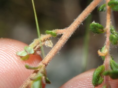 Hibbertia empetrifolia