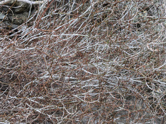 Eriogonum wrightii nodosum