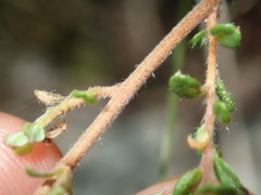 Hibbertia empetrifolia