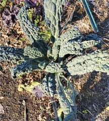 Brassica oleracea acephala