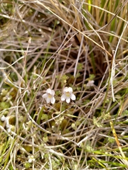Euphrasia cheesemanii