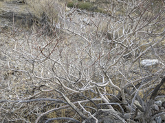 Psorothamnus arborescens