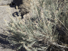 Ericameria paniculata