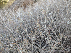 Eriogonum wrightii nodosum