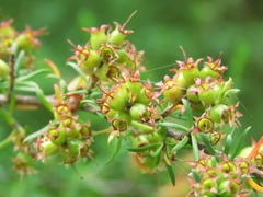 Kunzea ambigua