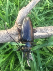 Anthracocentrus capensis