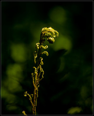 Blechnum novae-zelandiae
