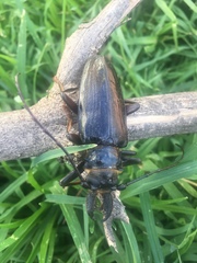 Anthracocentrus capensis