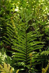 Blechnum novae-zelandiae