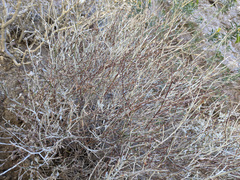 Eriogonum wrightii nodosum