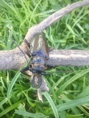 Anthracocentrus capensis