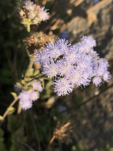 Ageratum houstonianum image