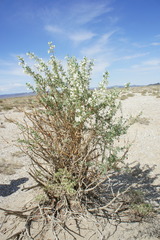 Halimodendron halodendron