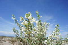 Halimodendron halodendron