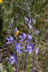 Thelymitra alpina