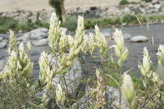 Castilleja pallida
