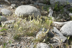 Castilleja pallida