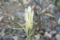 Castilleja pallida