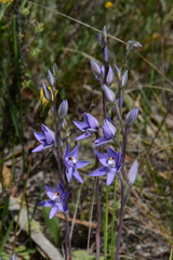 Thelymitra alpina