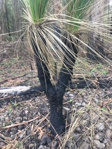Image of Xanthorrhoea malacophylla by (c) Thomas Mesaglio, some rights reserved (CC BY)