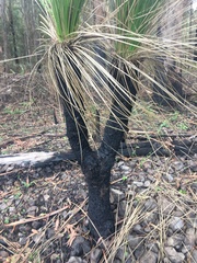 Xanthorrhoea malacophylla