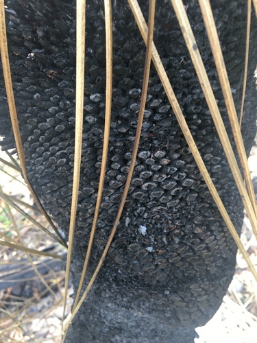 Image of Xanthorrhoea malacophylla by (c) Thomas Mesaglio, some rights reserved (CC BY)