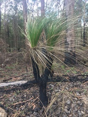 Xanthorrhoea malacophylla