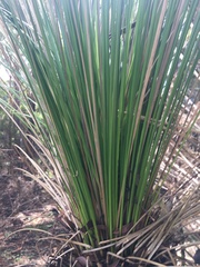 Xanthorrhoea malacophylla