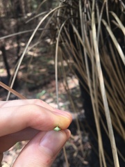 Xanthorrhoea malacophylla