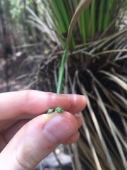 Xanthorrhoea malacophylla