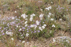 Dianthus soongoricus