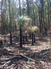 Xanthorrhoea malacophylla