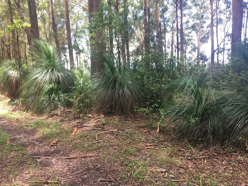 Image of Xanthorrhoea malacophylla by (c) Thomas Mesaglio, some rights reserved (CC BY)