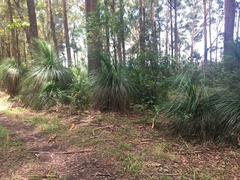 Xanthorrhoea malacophylla