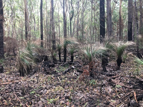 Image of Soft-Leaved Grasstree (Xanthorrhoea malacophylla) by (c) Thomas Mesaglio, some rights reserved (CC BY)