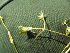 Callitriche cophocarpa