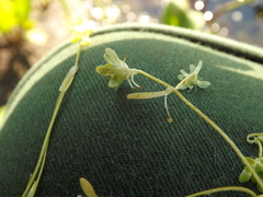 Callitriche cophocarpa