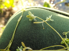 Callitriche cophocarpa