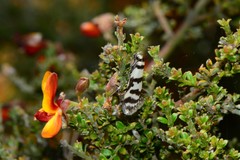 Philobota impletella