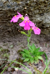 Craterostigma wilmsii