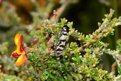 Philobota impletella