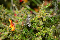 Philobota impletella
