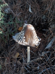 Coprinopsis picacea