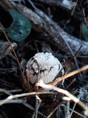 Coprinopsis picacea